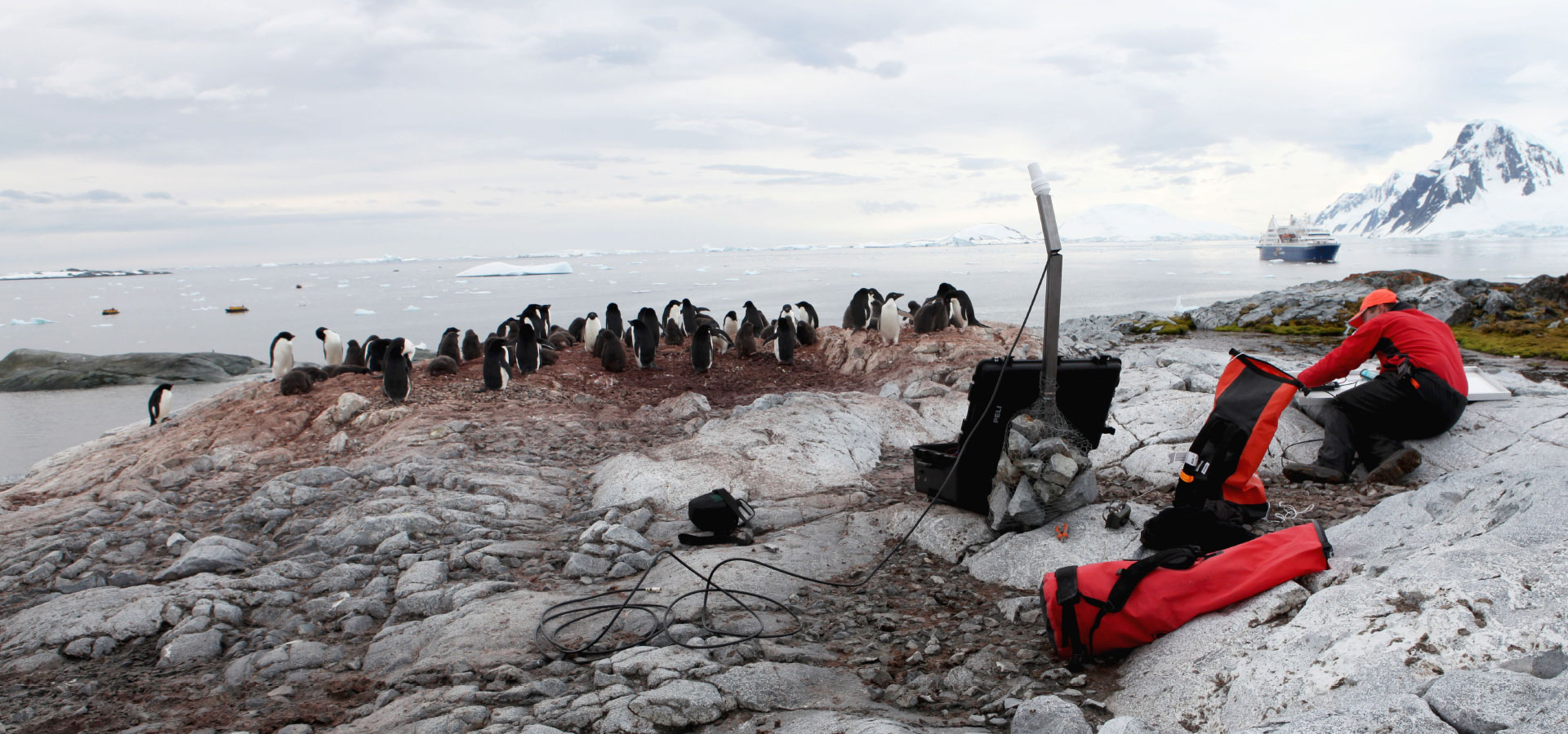 Selfies for Penguins